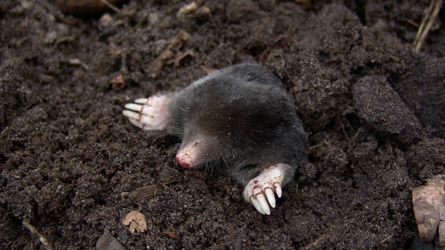common mole in soil
