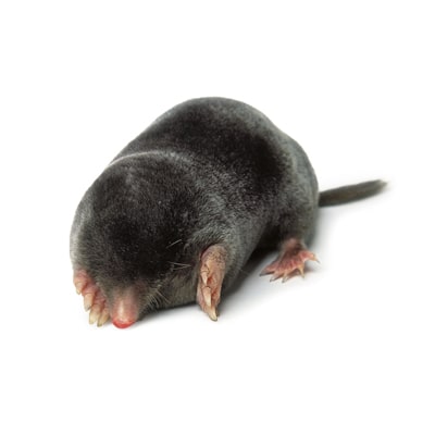 Mole Traps