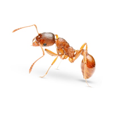 Pharaoh Ant Killer