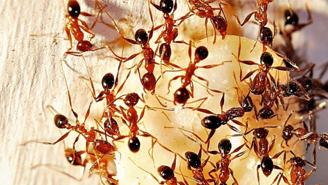 pharaoh ants eating sweet substance