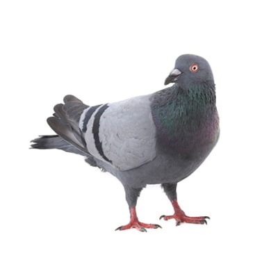 Pigeon Deterrents