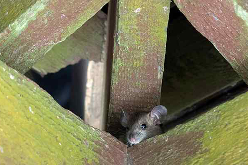 How to Get Rid of Rats and Prevent Them - DIY Pest Control