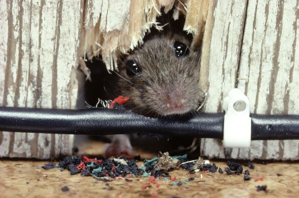 roof rat gnawing on wire