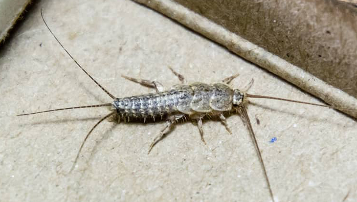 How to Get Rid of Silverfish and Prevent Them - DIY Pest Control
