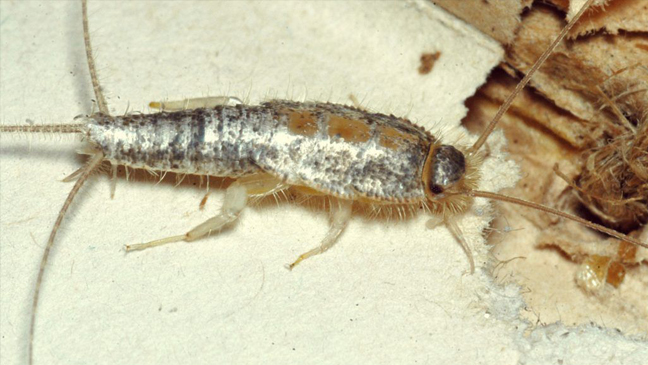 silverfish in damp area