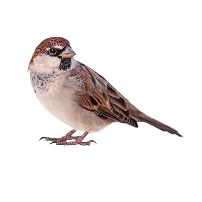Sparrow Deterrents