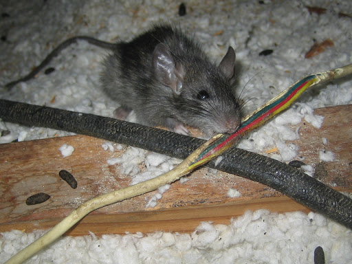 roof ratting chewing on wire
