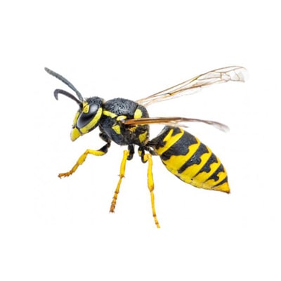 Wasp & Nest Killer Products