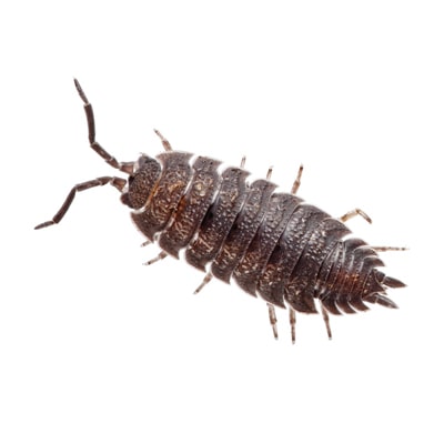 Woodlice Killer