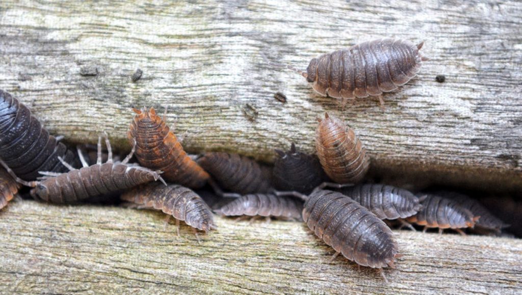 woodlice eating wood