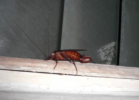 cockroach causing damage