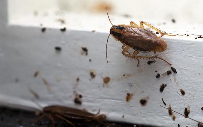 cockroach droppings