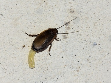 cockroach shedding it's skin