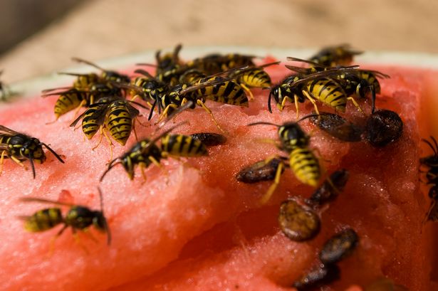 wasps feeding on sweet food source